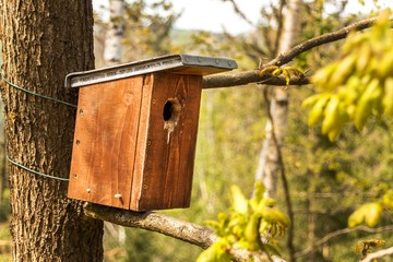 Wooden birdhouse on tree in forest. Bird dwellings. Rescue birds.