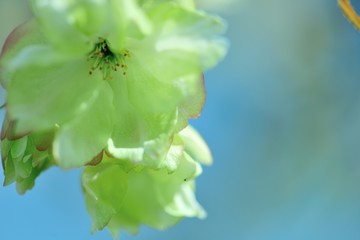 青空に映える右近桜の花