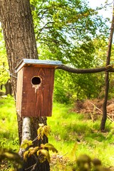 Wooden birdhouse on tree in forest. Bird dwellings. Rescue birds.