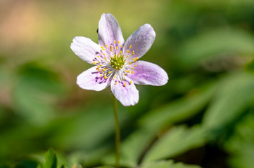 Obraz premium grove wind flower in the green season forest