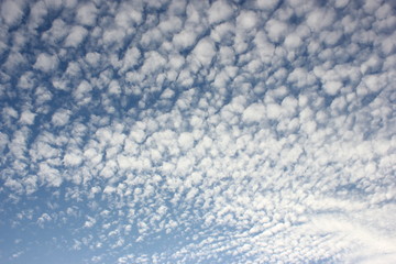 Fototapeta na wymiar Cotton-wool or mackerel clouds on blue sky. 