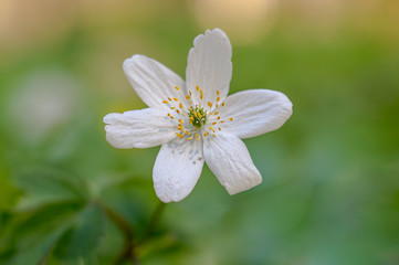 grove wind flower in the green season forest