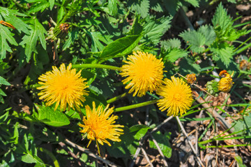 Spring background with green grass and yellow dandelion. Grass and flowers in spring.