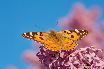 Butterfly painted lady. Vanessa cardui