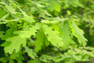 green oak leaves selective focus