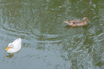 pato silvestre con pato casero
