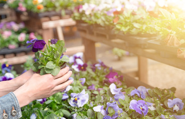 Woman chooses flower pots at garden plant nursery store