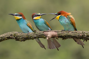 Beautiful portrait of three European bee eaters (Merops apiaster)