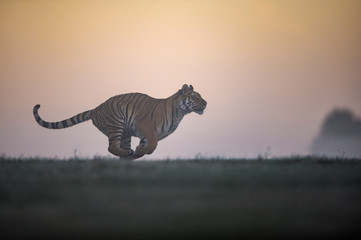 Obraz na płótnie Canvas Running siberian tiger in sunrise. Tiger profil in agressive run with orange sky in background. Panthera tigris altaica.