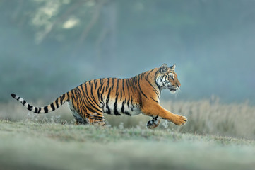 Amur tiger runing in natural habitat. Siberian tiger, Panthera tigris altaica. Blue background