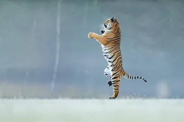 Selbstklebende Fototapeten Tiger standing on back paws. Not typicall pose for big cat. Dancing tiger. Amur tiger. Panthera tigris altaica. © Stanislav Duben
