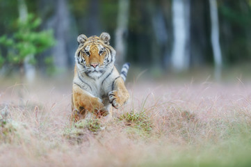 Attacking Amur tiger from front. Siberian tiger jumping in wild taiga. Siberian tiger, Panthera...