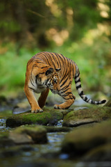 Siberian tiger on the stone close to river. Siberian tiger, Panthera tigris altaica