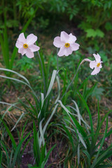 Beautiful white daffodils in early spring in a flower bed in the garden.