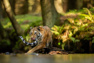 Fototapeta na wymiar Licking a tiger walking the river. Summer forest with dangerous animal. Emotion of hunger. Siberian tiger