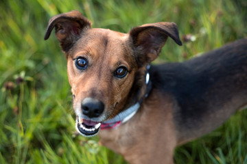 Portrait of a Terrier Dachshund Mix