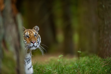 Amur tiger watching the surroundings in the forest. Wild dangerous animal. Siberian tiger, Panthera...
