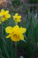 Beautiful yellow daffodils in early spring in a flower bed in the garden.