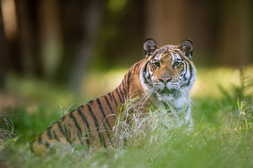 Siberian tiger lying in the grass in summer forest. Beast of preoccupation with the surroundings