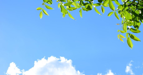 Blätter des Walnussbaumes im Sonnenlicht vor blauen Himmel und weißen Wolken