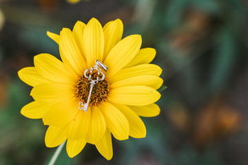 golden key on a yellow flower