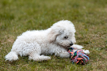 Portrait of a white Poodle puppy