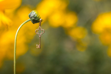 golden key on a blooming yellow flower