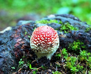 Kleiner Fliegenpilz im Wald
