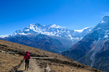 Fototapeta premium Trekking girl on the way to Ice lake, Annapurna Circuit Trek, Nepal. Girl supports herself on the trekking sticks. Dry trails with small rocks on it. In front high and snowy Himalayan mountain.