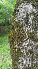 Moss texture