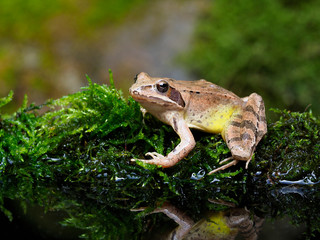Agile frog,  Rana dalmatina