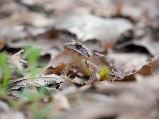 Agile frog,  Rana dalmatina