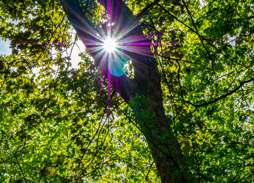 Sonnenlicht durchflutet Laubwald