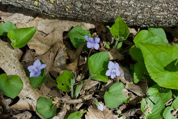 Common blue violets wildflowers growing in a woodland glade