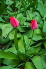 Beautiful red tulips in the garden garden. Springtime.
