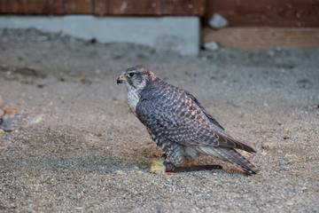 Peregrine falcon in sandy underground