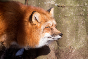 Orange fox