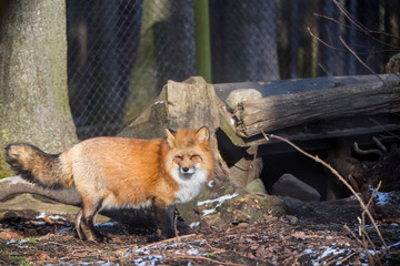 Orange fox