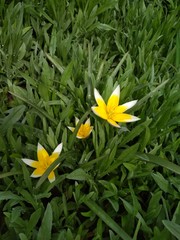 yellow flowers in the garden