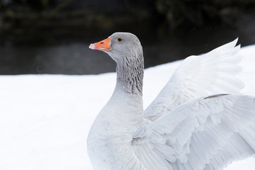 Portrait of a grey goose in wintertime outdoors