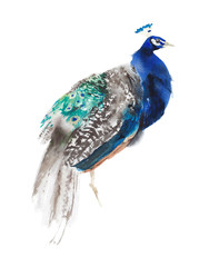 Obraz premium Peacock bird male sitting posing watercolor painting illustration isolated on white background