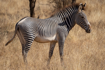 Fototapeta na wymiar Portrait of grevy zebra in samburu