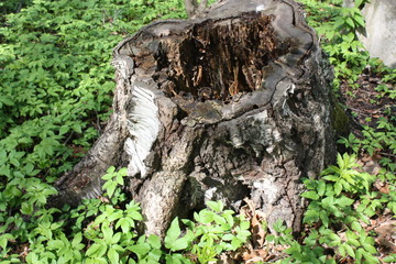 old rotten stump in the woods