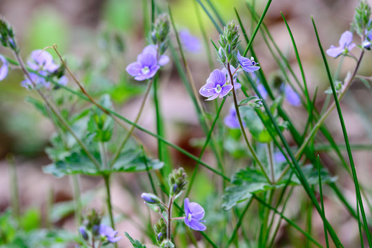 Veronica chamaedrys,  germander speedwell small blue flowers