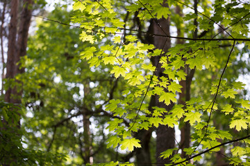 Fototapeta premium maple tree spring leaves on twig