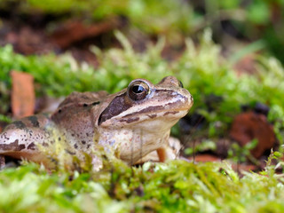 Agile frog,  Rana dalmatina