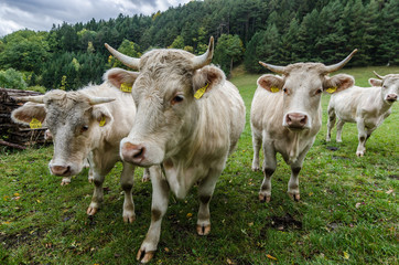 kuehe in der berglandschaft