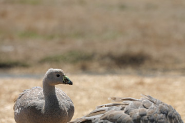 Hühnergans in Australien