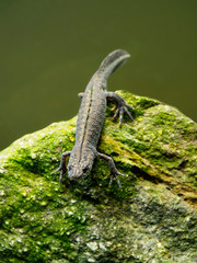 Balkan crested newt or Buresch's crested newt Triturus ivanbureschi