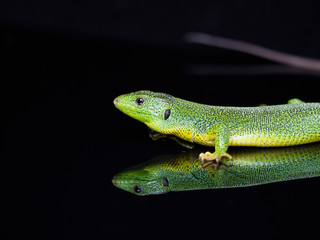 Balkan green lizard, Lacerta trilineata